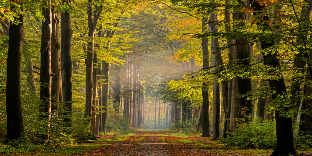 Treelined footpath in morning fog in autumn colored forest. Location: Gelderland, The Netherlands